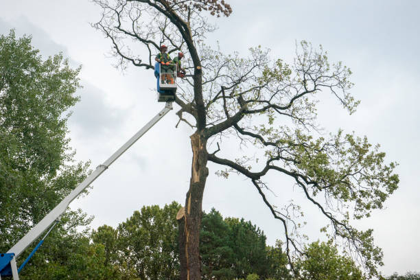 Best Lawn Grading and Leveling  in Pisgah, AL