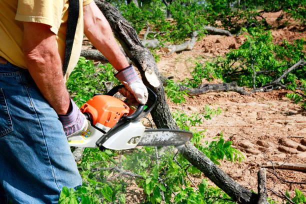 Best Storm Damage Tree Cleanup  in Pisgah, AL