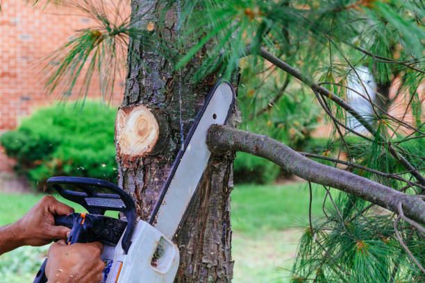 Best Palm Tree Trimming  in Pisgah, AL